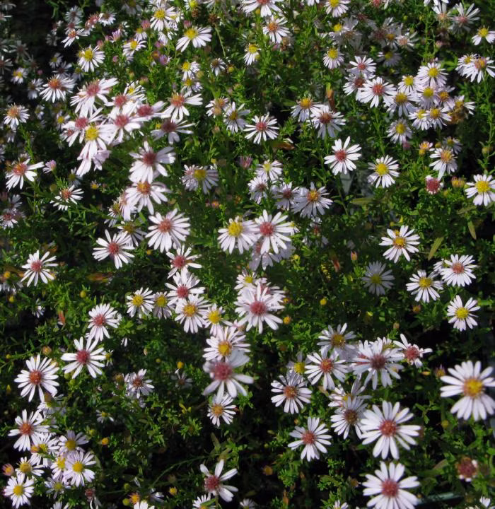 9beb9bdc1b61cba9acb3092a2cd19609