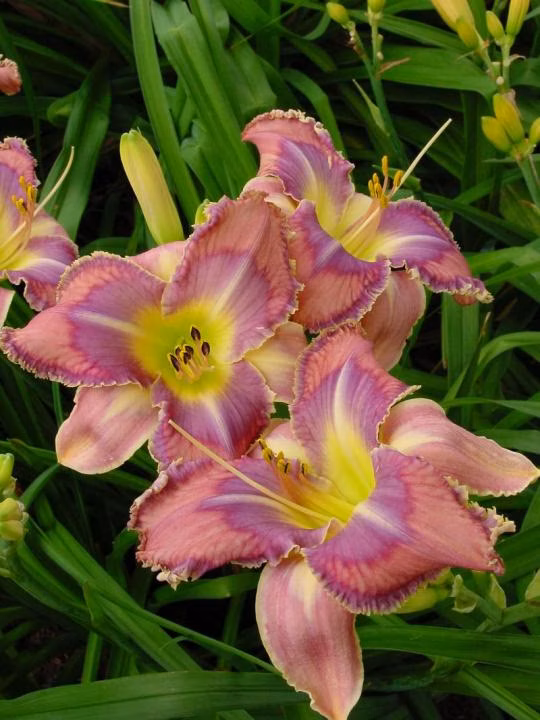 9c0b96bfe1b9c12df689dc5a3ccf6c72