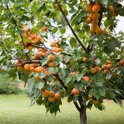 9c136f69a9e5efbeac1775ce8065c7d7