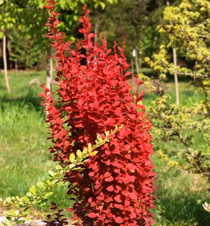 9c1c12a9503eb10efa42cfc8cd3408f6