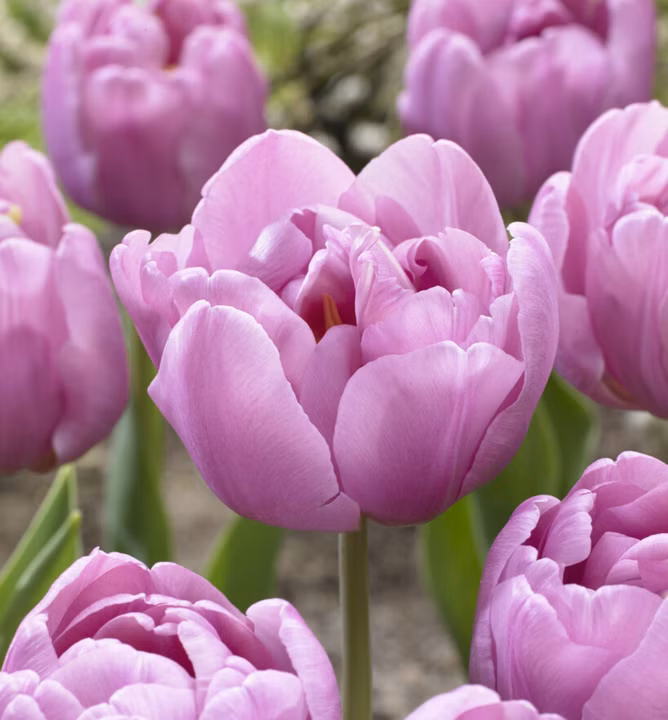 9c239d2bb425754cce91e431a646a401