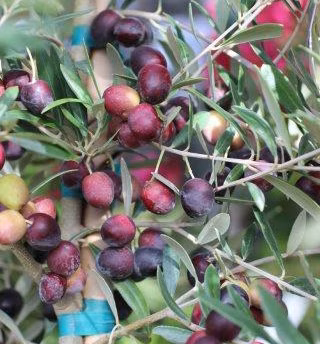 9c489f071f8afcf0698b89537569582b