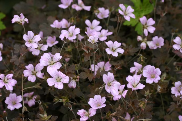 9c5b559b3959707ac2397da4ee7712dc