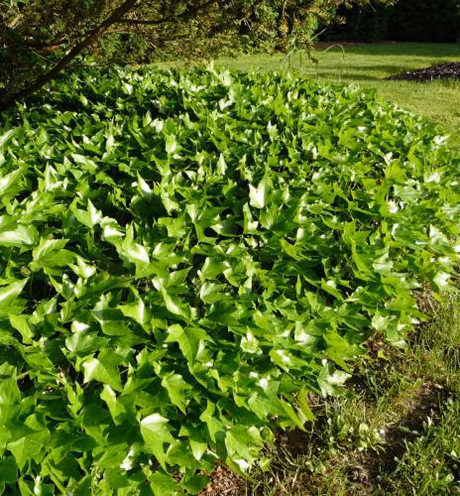 9cb5c88147ef8dad55574b57d324679a