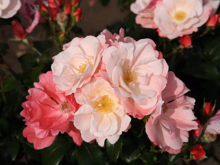 9cc03aee1c26004463a617f68b6dffcd