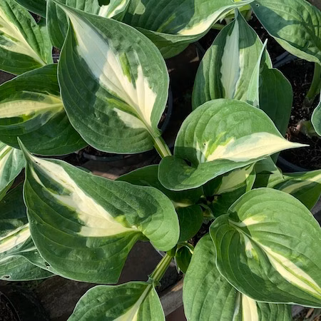 9cdfd508ea2400d888e983878dd13444