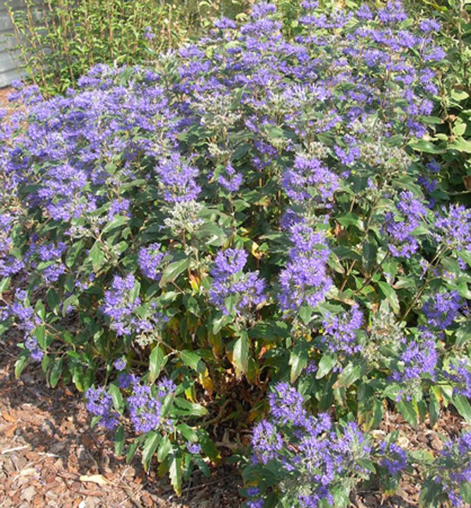 9cf2971accd177d735930e9c4bc624e7