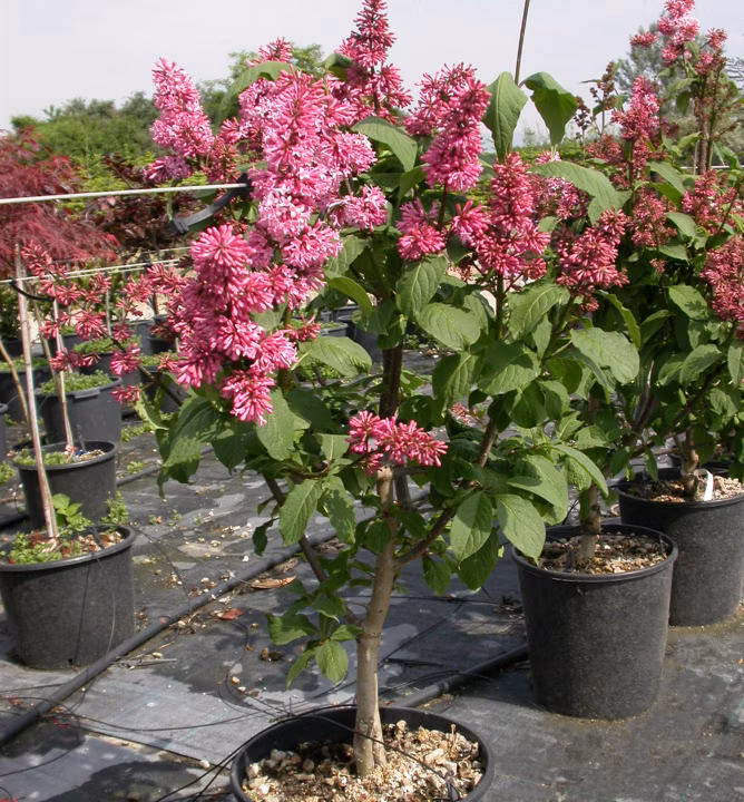 9dc649cc01d48ef77afdbc7db15cabe7