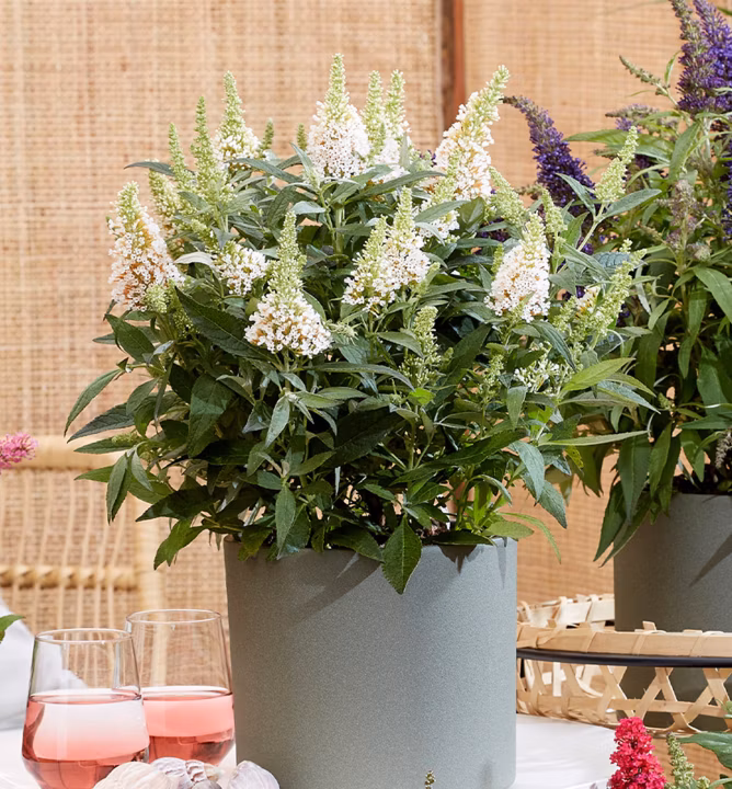 9dcb2cd54a68ce33aeec1a16b06ae886