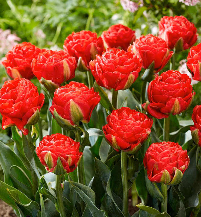 9dcbfa4ccd5022919c460fe074bd2d2e