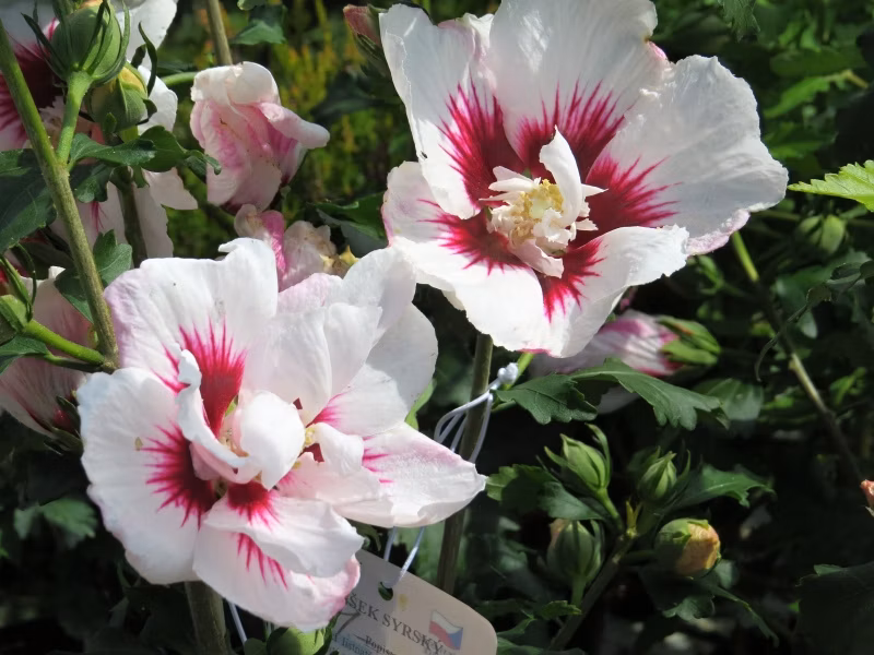 9e121250e5a747f887b55c1280a94885