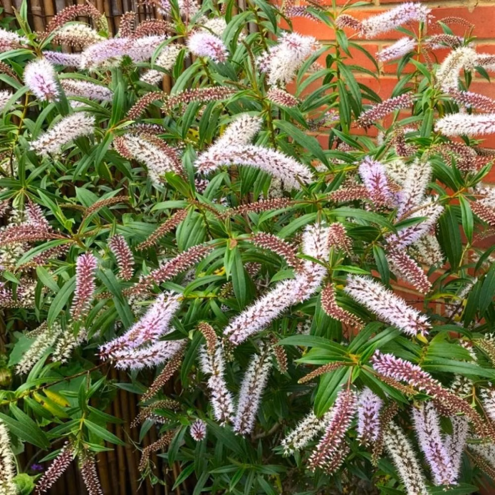 9e8971b9a877665c3347ce8e8f46596c