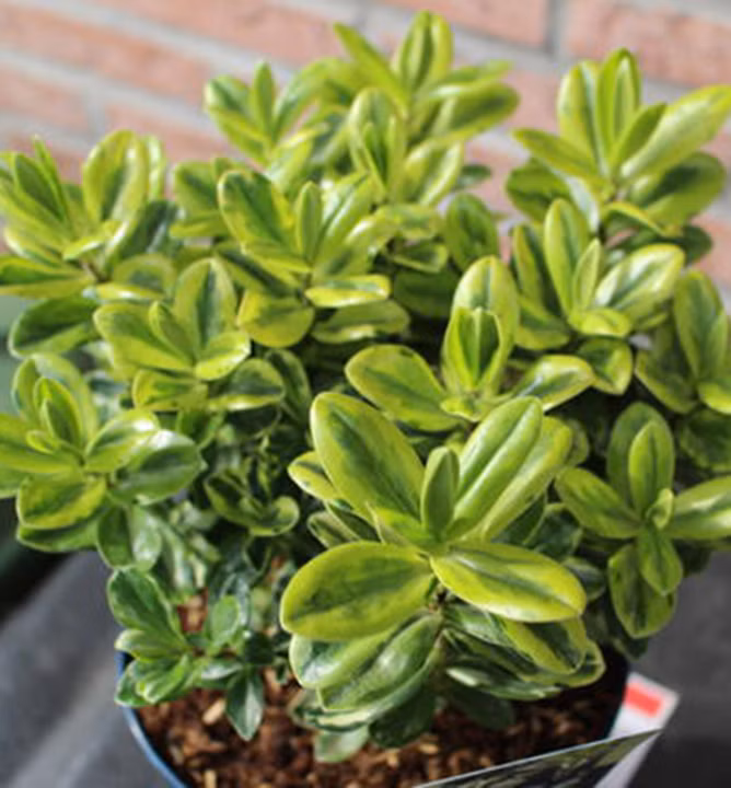 9e8af03e9aac465c184f34178ee66fad