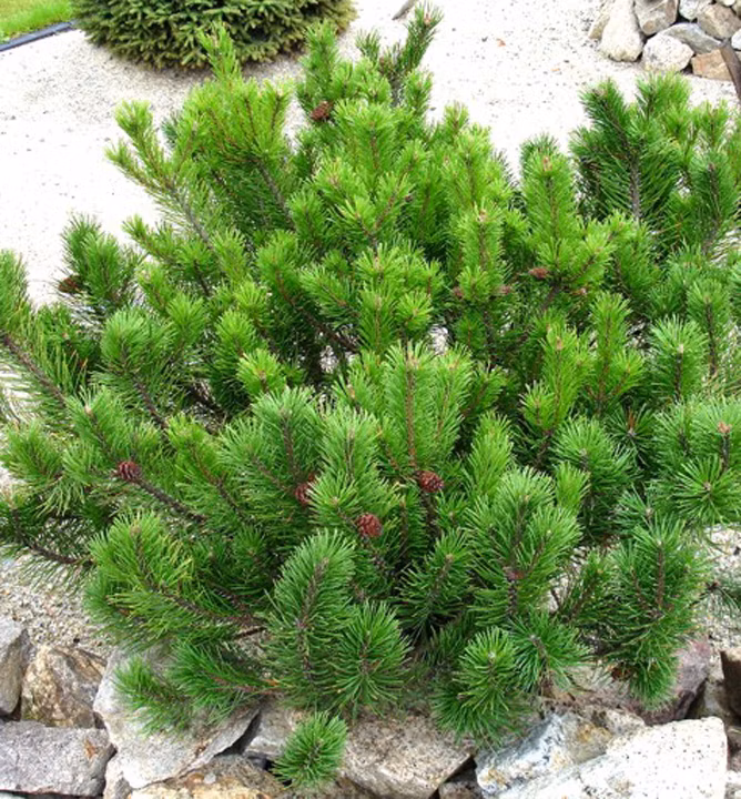 9e9fb4c0831c80f061cb69304e7247cc