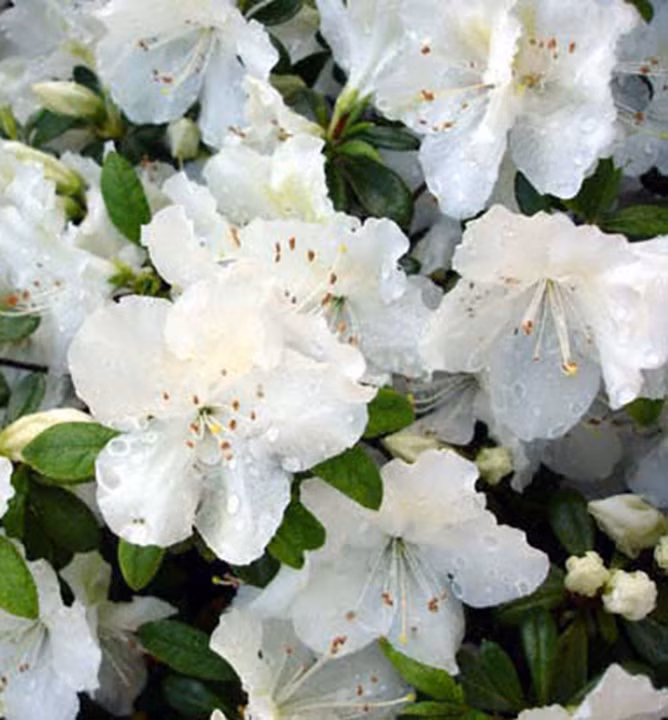 9eaaa5291d766072b683c7b6b242efff