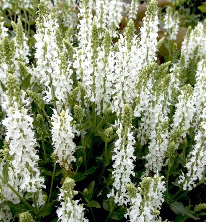 9ecce8aed32a5dfc2653ff26a2c815a1