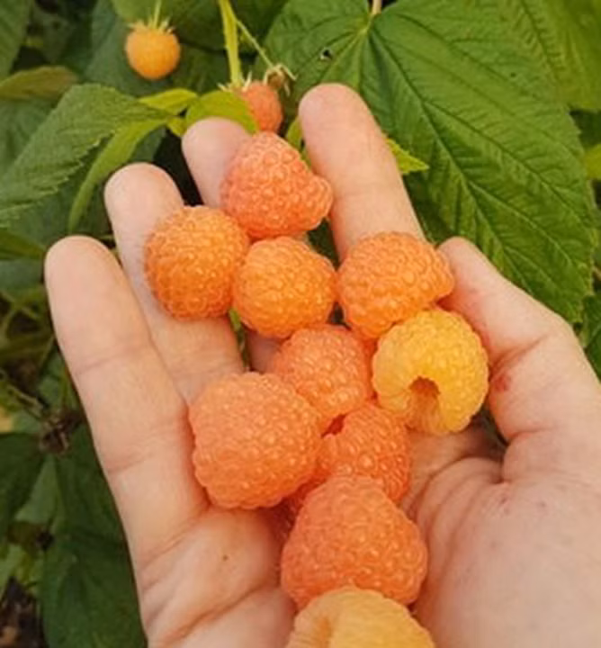 9ef8b3a65695cd3f8f9fb7bd10043c6e