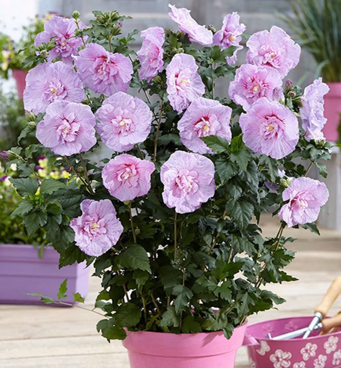 9f1667e2aa98d1ebca3fad2789fbbf7d