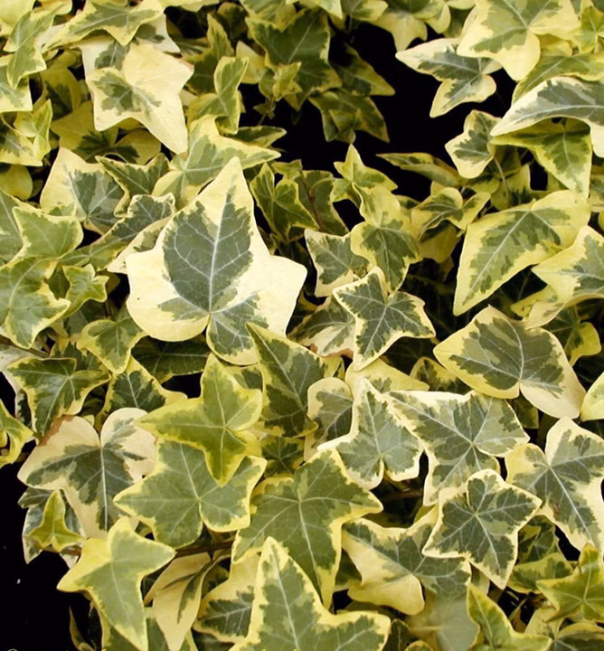 9f354d38acf5dc5ceec2334766f3d8b4