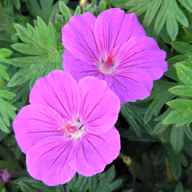 9f3d03764c1566ac0c810cc66475625d
