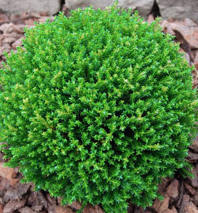 9f6740c6682cc026939dc904e6e4de36