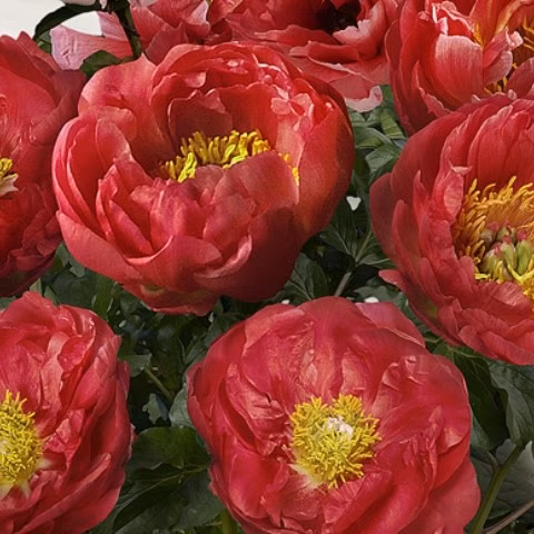 9f6a8f431cb35a7e163ed502c65ddca3