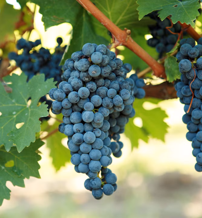 9f6e8e705258c440bee418ca0b144ed0