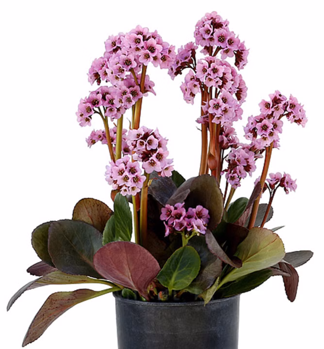 9fc143ad3813cedac8461278692f6aa4