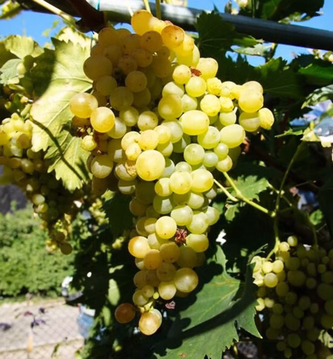 9fc24d4538e62af62110b29611a6dd06