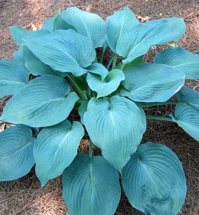 9ffda4635a3e0b8d2ff119556e6e86ea