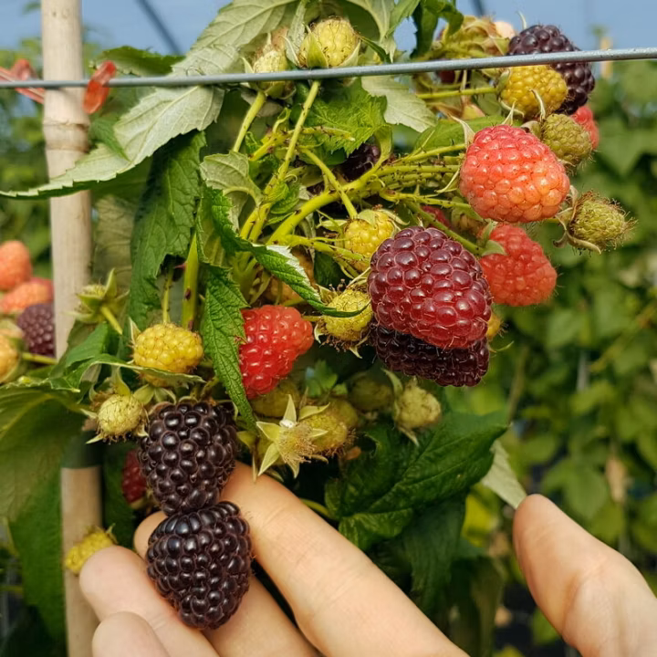 a0017ecf1629df1cd7902bf1767c00d7