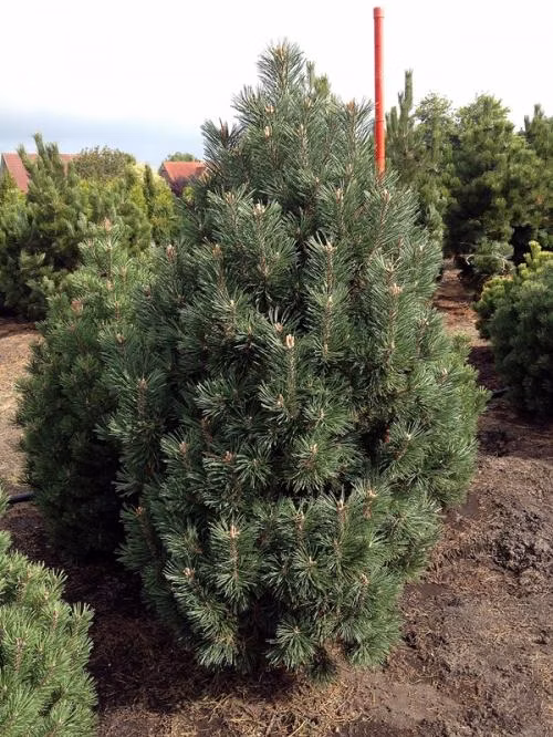 a090d9f1af75020226ac06ed95b70a6e