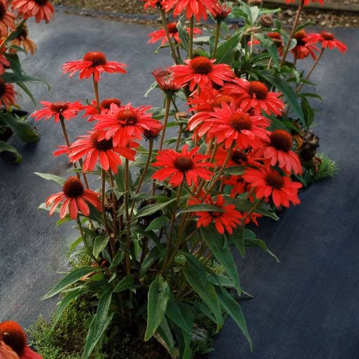 a102c8eb874f86b857641b1dcc678b0a