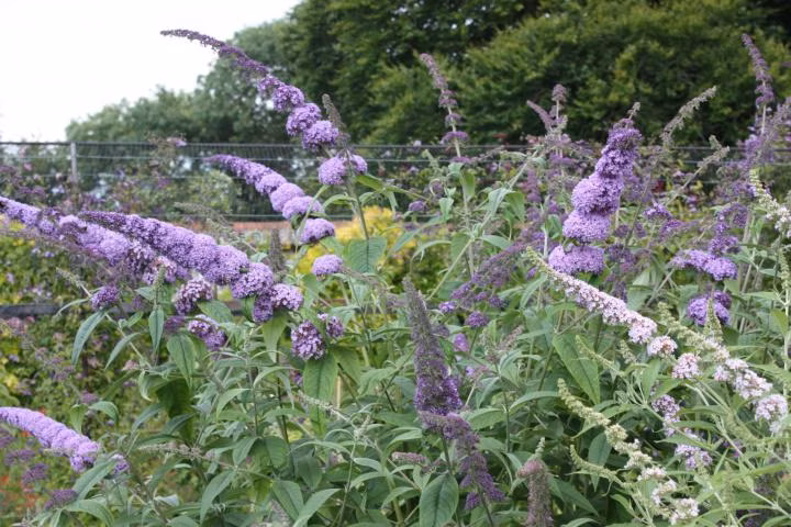 a11666d60c0f97c4e352daf1d5954b05