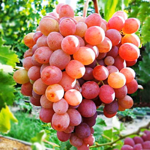 a117adac5936c52434357f3fcb1ed239