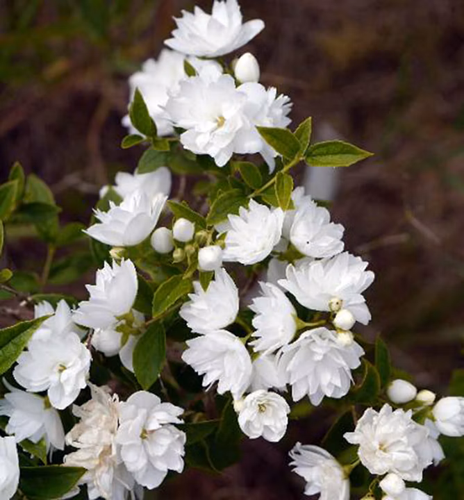 a11d1554d8921ef9c3c669069916546a