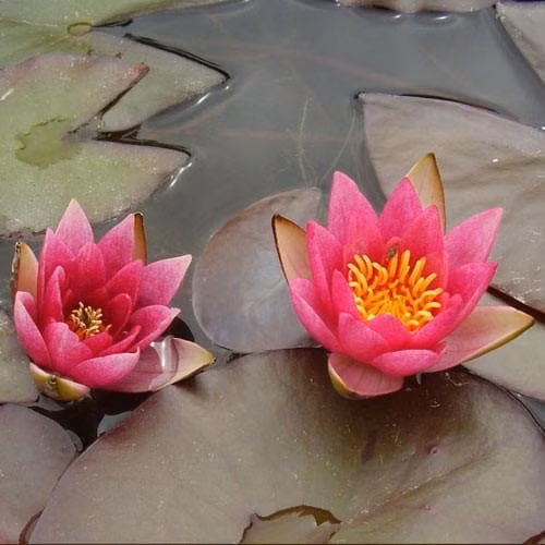 a15aaffe6cac3c2ea29a853fdbe2d0bf