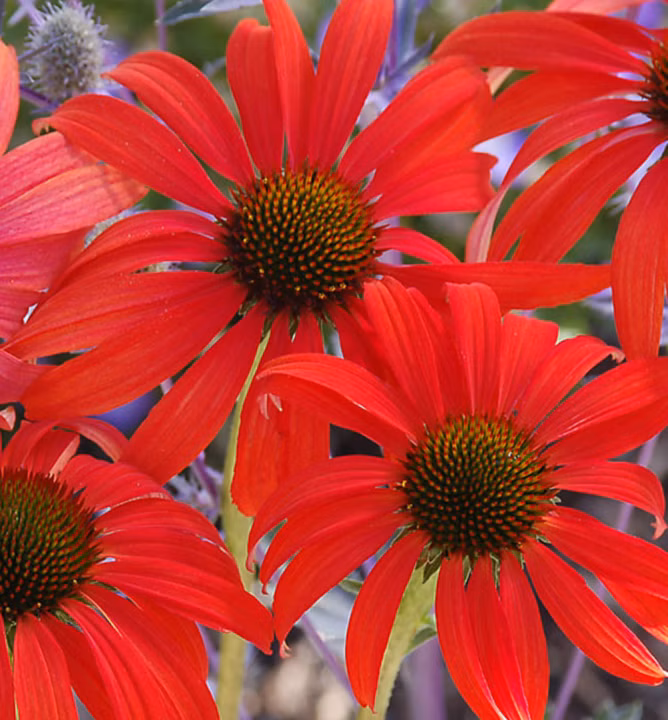 a1909796c5eaed68b65ffe5f6a09cfb4