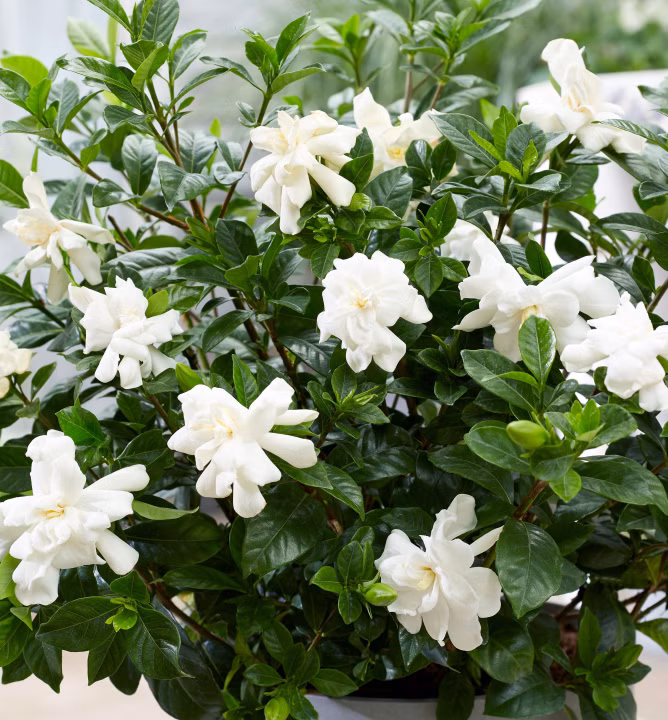 a1aee8163727b258bcbb3fef03345898