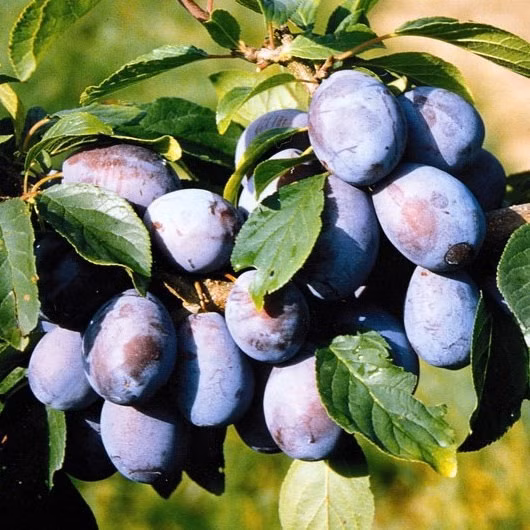 a1ccbb0c81295a4bc8a61d2f0dfbde15