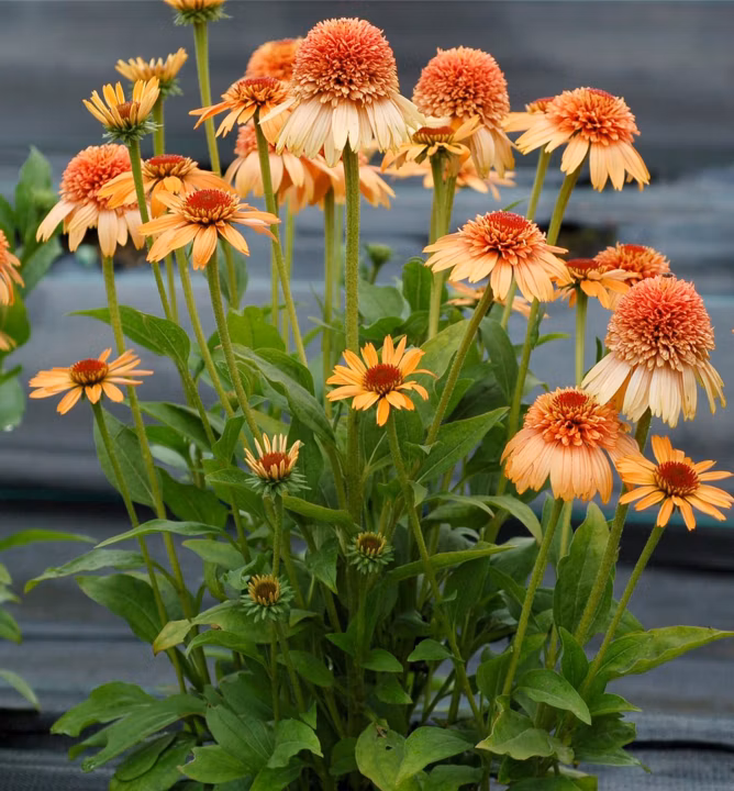 a1db7b7f70a9475ce4b68de1e59027d4