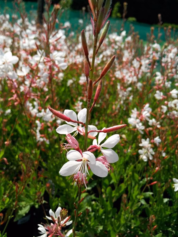 a2127a9e165cba67e1f891853a09be4e