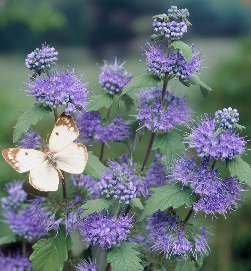 a25e1c2ed405f6501e52958a60314fad