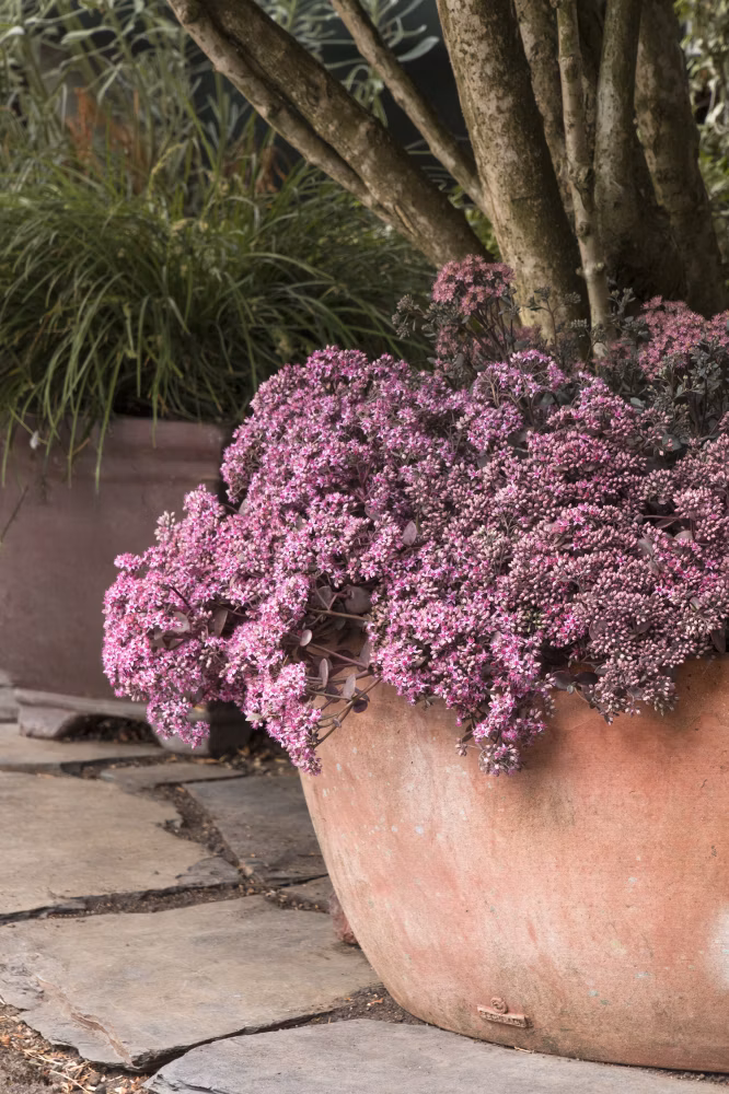 a2663b14cbf0eb7c9a1188024ddc9c5b