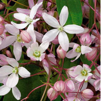 a28dadf6365a979ae554cab203792672