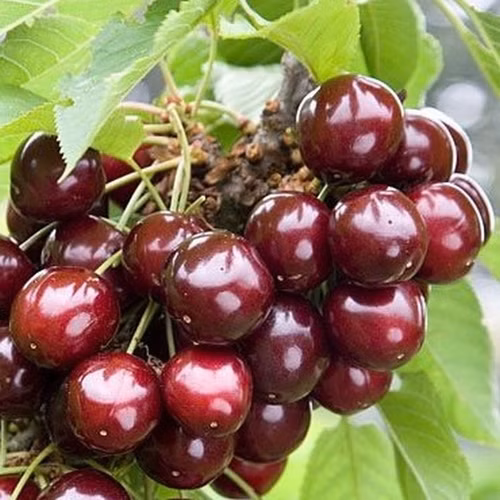 a2aafe4a2b7d87e21d50c38d3ba47962