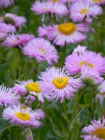 a2b92e5e2b0ea3c31028a74541d4117e