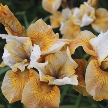 a35f59becdb30347df7c2a18055bfb74