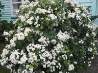 a38f1c33500a9299784a9ec0bf8557de