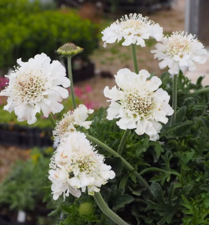 a399ac6a0828f3fa8fb241f9c9902612